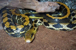 В'єтнамська відмінна відстань полоза: розведення в тераріумі В'єтнамська відмінна відстань полоза: розведення в тераріумі